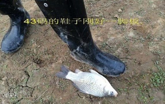 过斤大鲫鱼