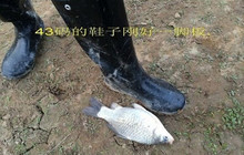 初春垂钓大洪湖擒获过斤大板鲫