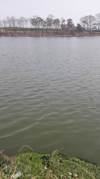 水库钓鲫鱼