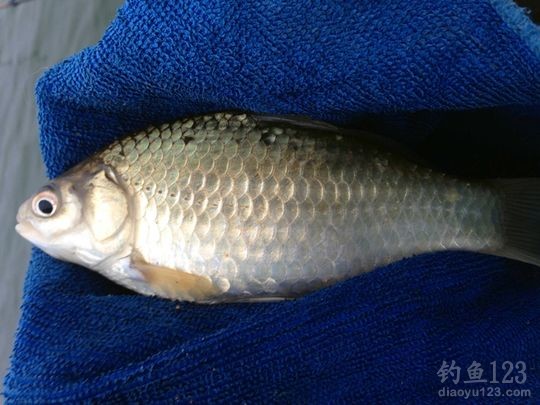 新年首次夜钓之行爆连鲫鱼满鱼护