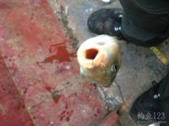 新年首次夜钓之行爆连鲫鱼满鱼护