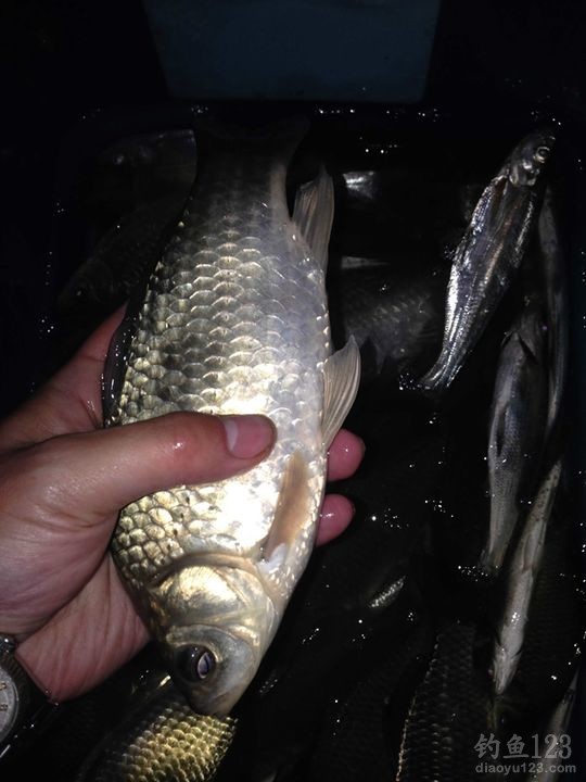 新年首次夜钓之行爆连鲫鱼满鱼护