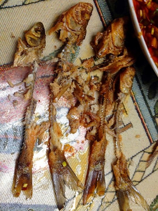 新年首次夜钓之行爆连鲫鱼满鱼护