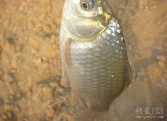 2014年收官之战朱稽河冬季钓鲫鱼