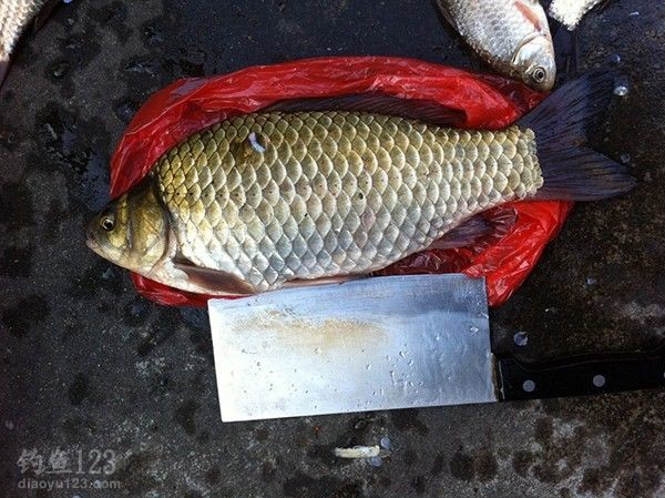 冬季钓野生大鲫鱼