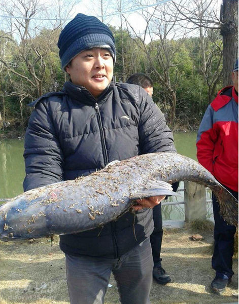 钓大青鱼