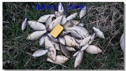 春季钓浅滩,鲫鱼小连竿