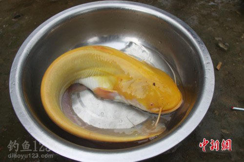 金黄色鲶鱼