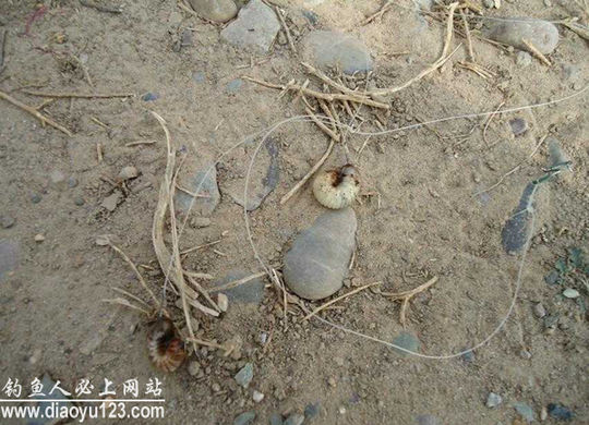 垂钓黄河滩