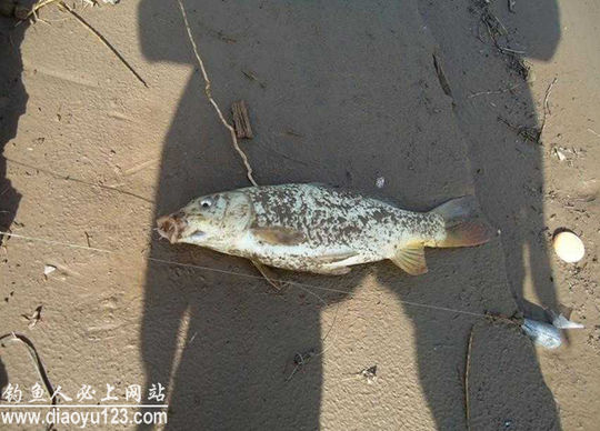 钓鲤鱼