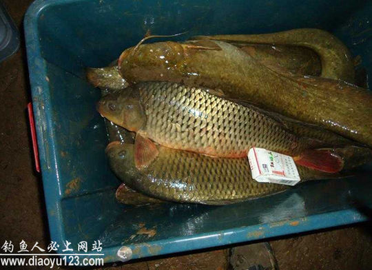 钓黄河