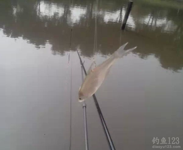 惨条