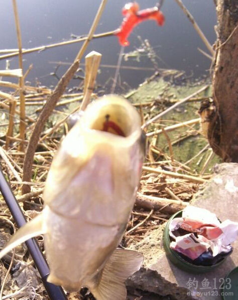 红虫钓鲫鱼
