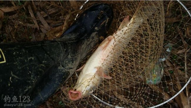 野钓解鱼瘾鲫鱼鲤鱼双双入护