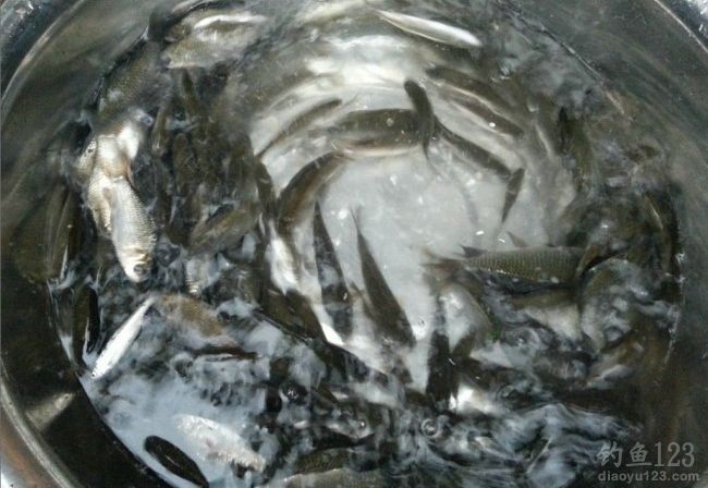 寒风中冬季钓获大鲤鱼