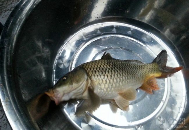 寒风中冬季钓获大鲤鱼