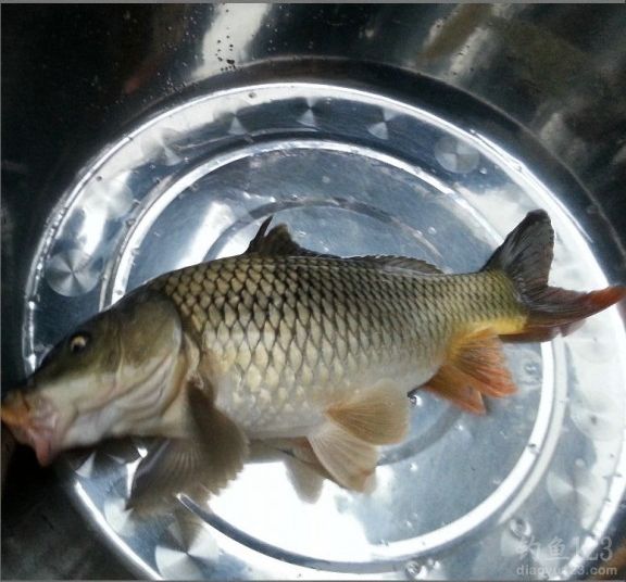 寒风中冬季钓获大鲤鱼