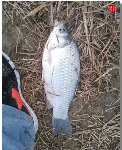 爱钓鱼就是这么任性爽钓到爆桶