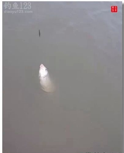 爱钓鱼就是这么任性爽钓到爆桶