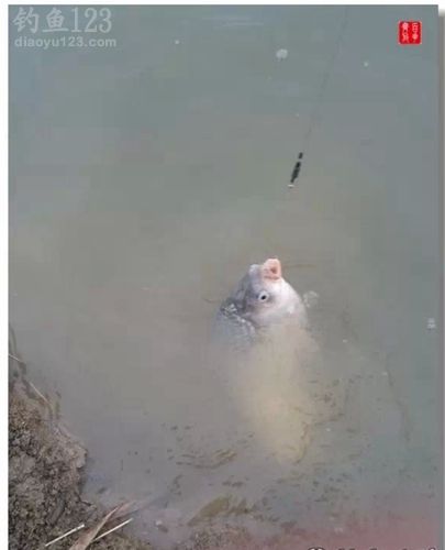 爱钓鱼就是这么任性爽钓到爆桶