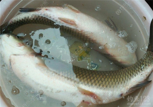 垂钓渔获