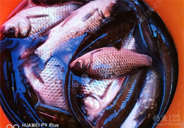 垂钓渔获