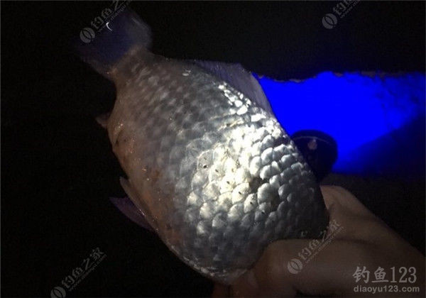 垂钓渔获