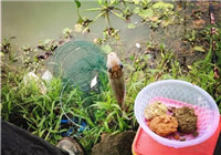 海哥钓鱼日记 山语湖垂钓渔获分享