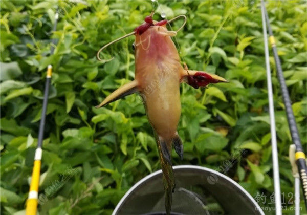 垂钓渔获