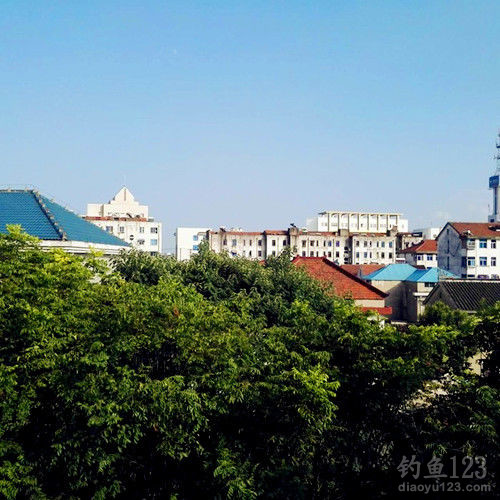 钓鲤鱼