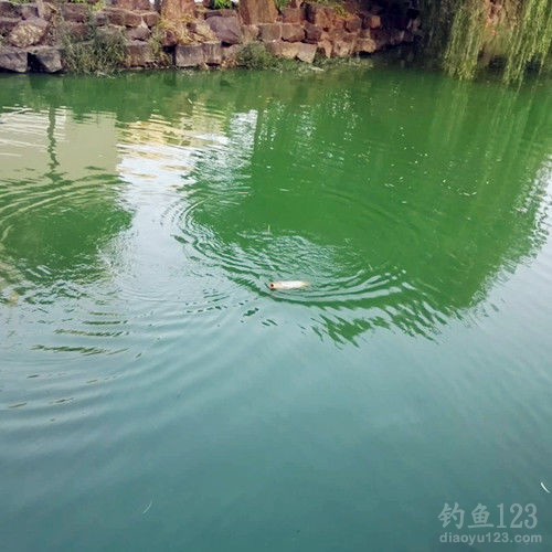 钓鲤鱼