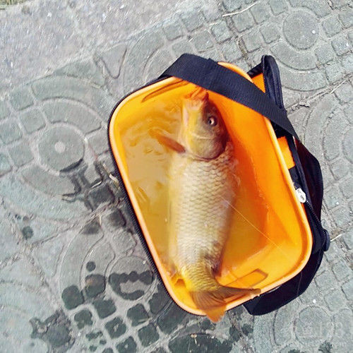 钓鲤鱼