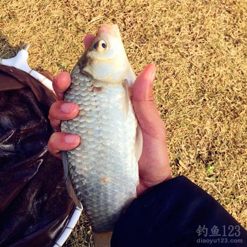 垂钓渔获