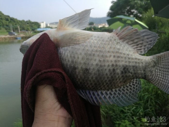 垂钓渔获