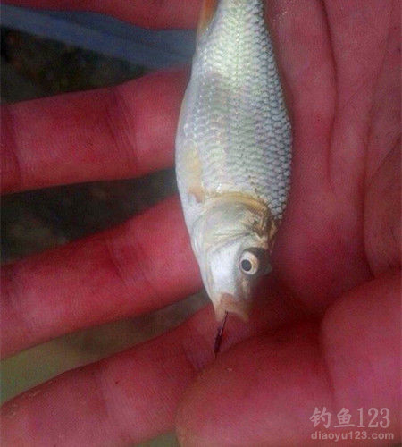 垂钓渔获