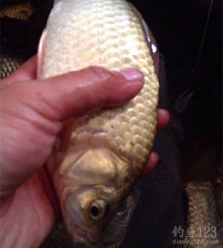 垂钓渔获