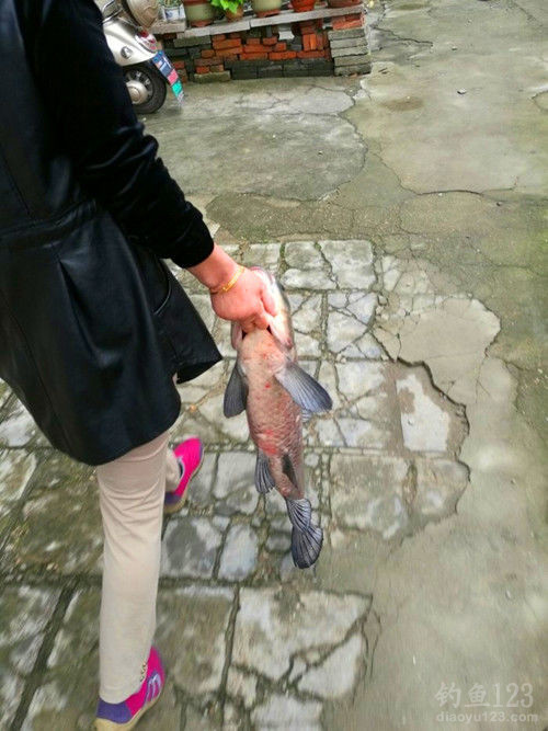 垂钓渔获