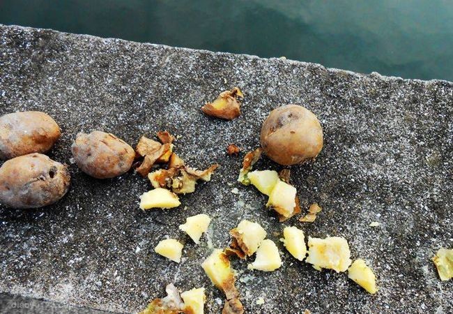 煮熟的土豆切块