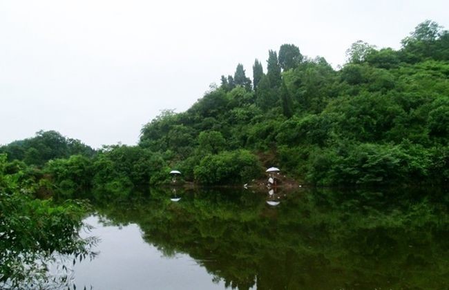 初秋高温出钓山塘钓获大板鲫