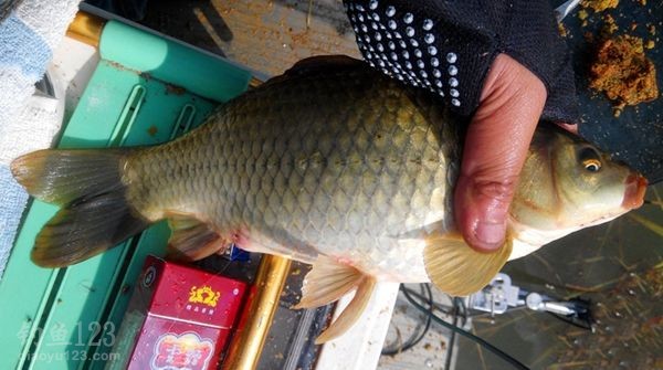 对于钓鱼人来说才是最重要的