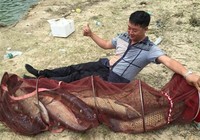 自制酒糟玉米窝料垂钓水库大草鱼