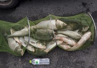 手竿水库钓鲢鳙擒获白鲢近百斤