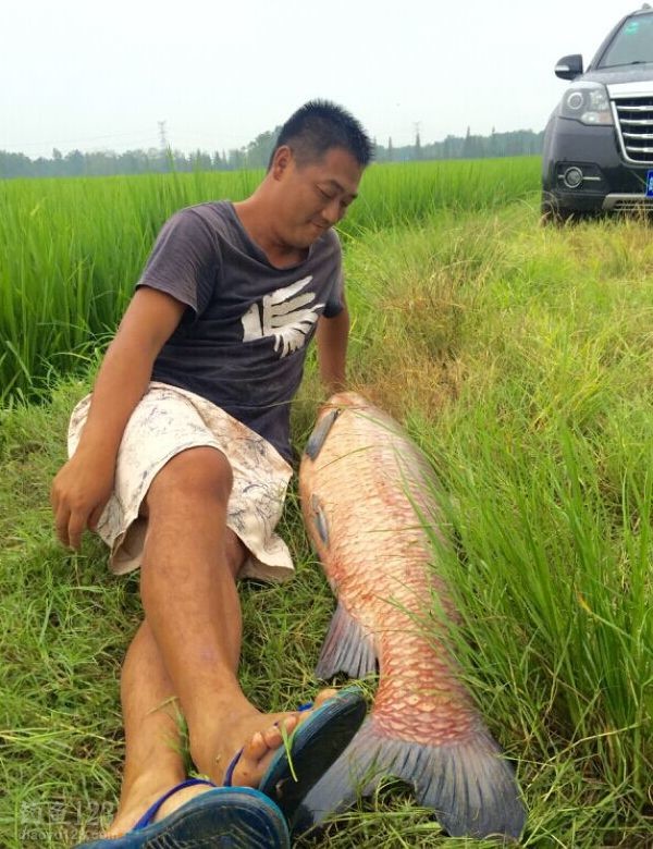 算是一个记录了。葛老说此鱼必须带回家