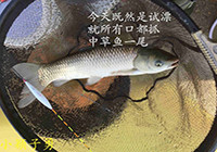 周末钓黑坑连中板鲫草鱼得坑冠