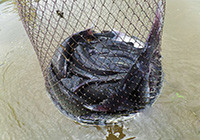 为搏大青千里赴湘，沅江爆钓叉尾鲶鱼