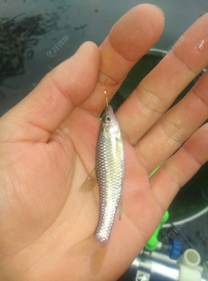 小麦穗