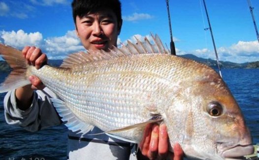 适合矶钓的海洋底层对象鱼简介