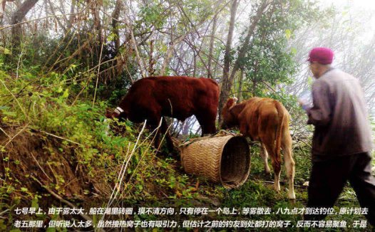 秋钓鲁班水库大丰收(鲫鱼、鲤鱼、草鱼、大翘嘴)