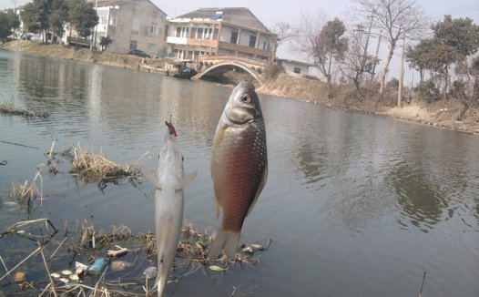 宜兴某运河爽钓鲫鱼