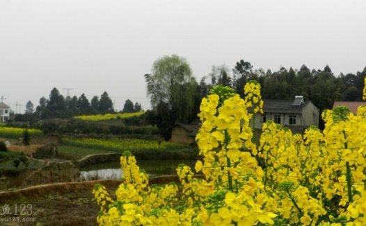 春季桃树油菜花开垂钓乡村鱼塘